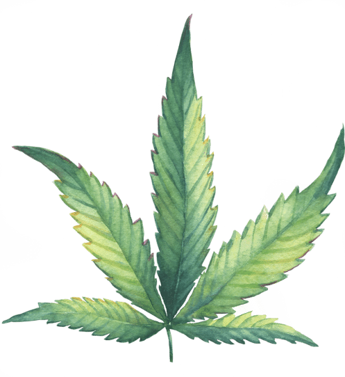 marijuana watercolor